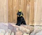 Puppy Max Goldendoodle (Miniature)