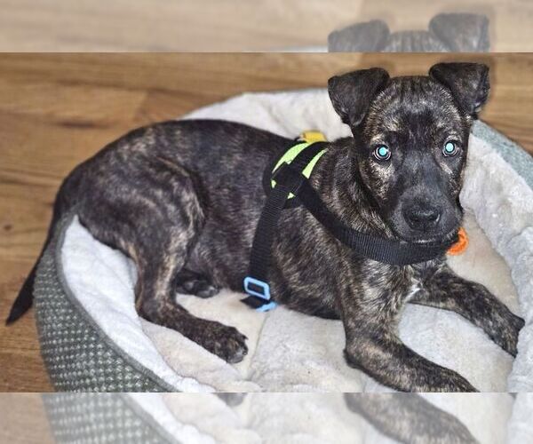 Medium Photo #2 Plott Hound-Unknown Mix Puppy For Sale in Mount Airy, NC, USA