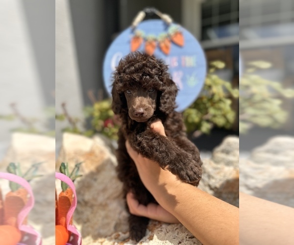 Medium Photo #3 Poodle (Miniature) Puppy For Sale in HERNANDO, FL, USA