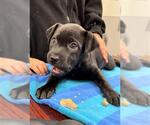 Small #1 Labrador Retriever Mix