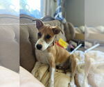 Small #2 Mutt