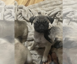 Pug Puppy for sale in COLLEGE STATION, TX, USA
