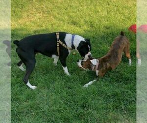 Father of the Boxer puppies born on 03/12/2020