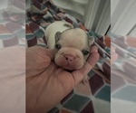 Small Photo #4 French Bulldog Puppy For Sale in COCHRAN, GA, USA