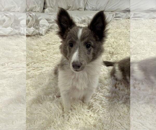 Medium Photo #1 Mutt Puppy For Sale in Newport Beach, CA, USA