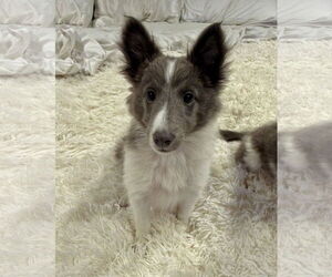 Mutt Dogs for adoption in Newport Beach, CA, USA