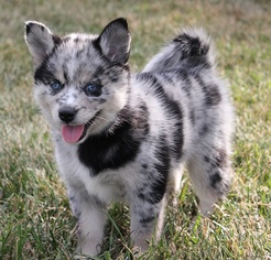 Pomsky Puppy for sale in BEDFORD, IA, USA