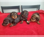 Small Photo #1 Dachshund Puppy For Sale in COCOA, FL, USA