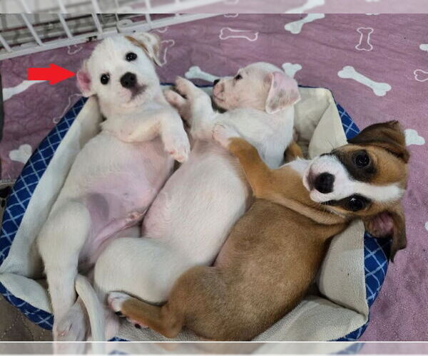 Medium Photo #2 Border Terrier-Unknown Mix Puppy For Sale in Williamsburg, NM, USA