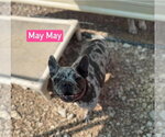 Small Photo #4 French Bulldog Puppy For Sale in Foristell, MO, USA