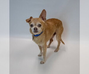 Ripley - Male Chihuahua Dog for Adoption - Photo #4