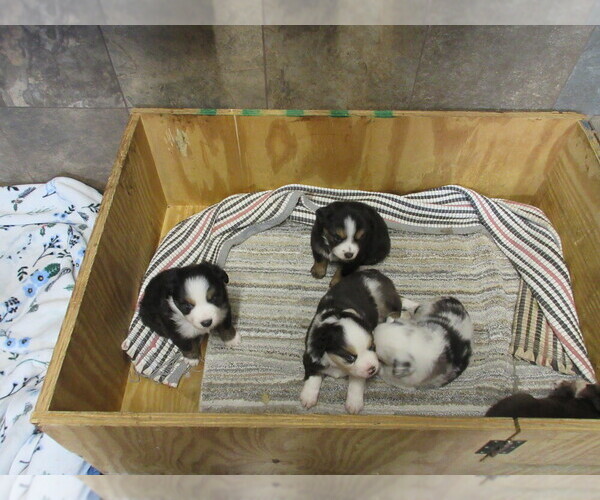 Medium Photo #1 Australian Shepherd Puppy For Sale in AUBURN, IN, USA
