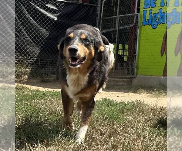 Medium Photo #3 Australian Shepherd-Unknown Mix Puppy For Sale in Minneapolis, MN, USA
