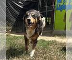 Small #2 Australian Shepherd Mix