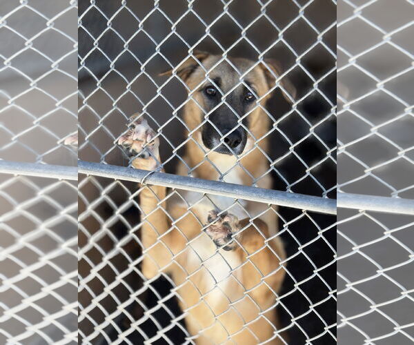 Medium Photo #8 Mutt Puppy For Sale in Las Vegas, NM, USA