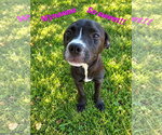 Wynona - Female Bullboxer Pit Dog for Adoption - Small photo