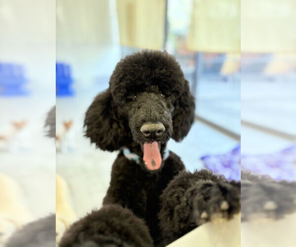 Medium Photo #4 Poodle (Standard) Puppy For Sale in Studio City, CA, USA