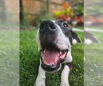Small #23 American Pit Bull Terrier