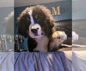 Bernese Mountain Dog Litter for sale in MOUNTAIN HOME, ID, USA