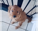 Small #3 Golden Retriever