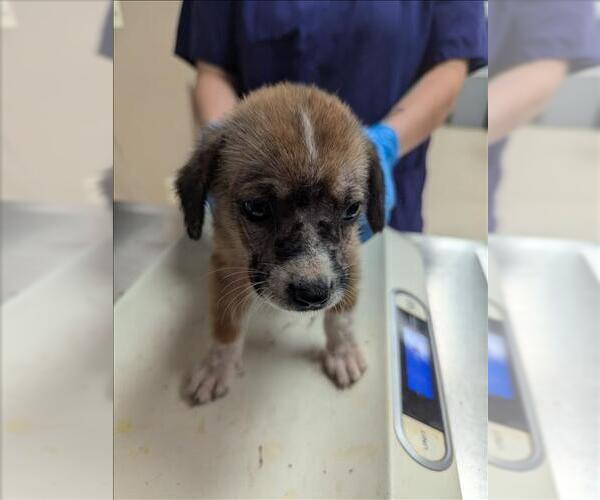 Medium Photo #1 Australian Shepherd-Unknown Mix Puppy For Sale in Conroe, TX, USA