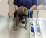 Small Australian Shepherd Mix