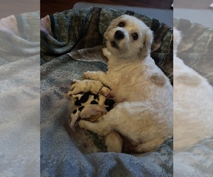Cavachon Puppy for sale in OLYMPIA, WA, USA