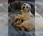 Small Cavachon