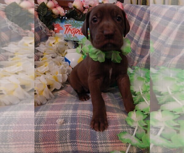 Medium Photo #131 Great Dane Puppy For Sale in SPRAGGS, PA, USA