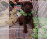 Small Photo #131 Great Dane Puppy For Sale in SPRAGGS, PA, USA