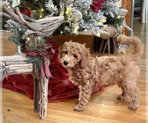Medium Photo #9 Goldendoodle (Miniature) Puppy For Sale in SAINT MARYS, KS, USA