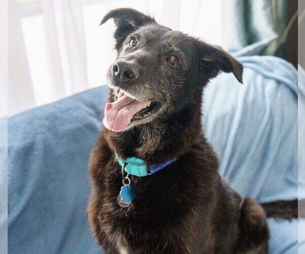 Medium Photo #4 Shepradors Puppy For Sale in Princeton, MN, USA