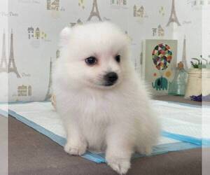 Japanese Spitz Puppy for sale in CHICAGO, IL, USA