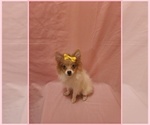 Small #1 Pomeranian
