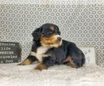 Small Photo #13 Bernedoodle Puppy For Sale in COLORADO SPRINGS, CO, USA