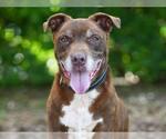 Small #1 Labrador Retriever Mix