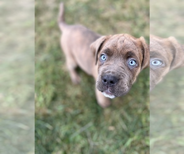 Medium Photo #3 Cane Corso Puppy For Sale in GREENFIELD, IN, USA