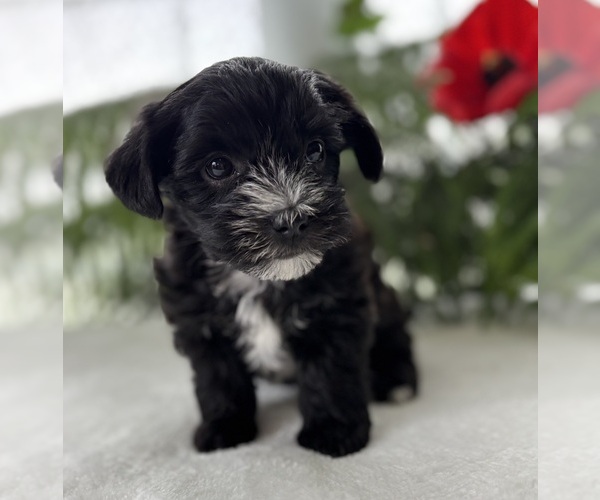 Medium Photo #3 Morkie Puppy For Sale in ROCK STREAM, NY, USA