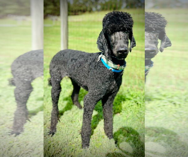 Medium Photo #2 Poodle (Standard) Puppy For Sale in Pacolet, SC, USA