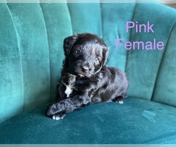 Medium Photo #1 Aussiedoodle Miniature  Puppy For Sale in PURDON, TX, USA