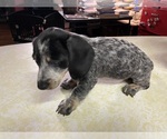Small #3 Dachshund