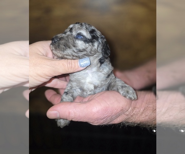Medium Photo #4 Poodle (Toy) Puppy For Sale in DYERSBURG, TN, USA