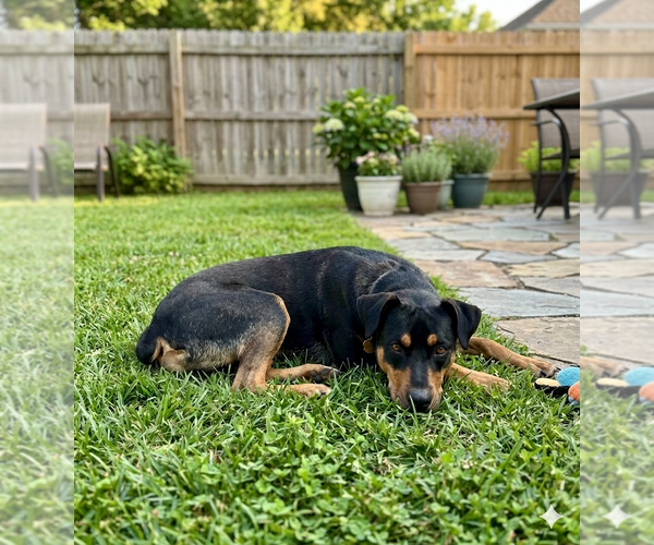 Medium Photo #1 Doberman Pinscher-Unknown Mix Puppy For Sale in Genesee, WI, USA