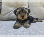 Small #6 Yorkshire Terrier