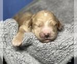 Small Photo #18 Goldendoodle Puppy For Sale in HOWARD CITY, MI, USA