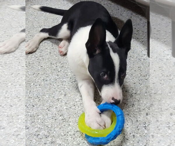 Medium Photo #7 Border Collie Puppy For Sale in Highland, IL, USA