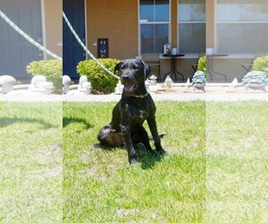 German Wirehaired Pointer-Unknown Mix Dogs for adoption in Yuba City, CA, USA