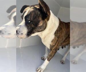 Mutt Dogs for adoption in Houston, TX, USA