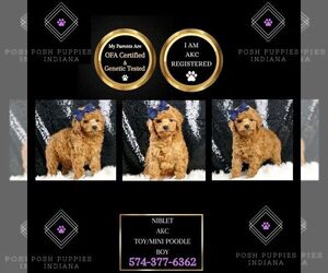 Poodle (Toy) Puppy for sale in WARSAW, IN, USA