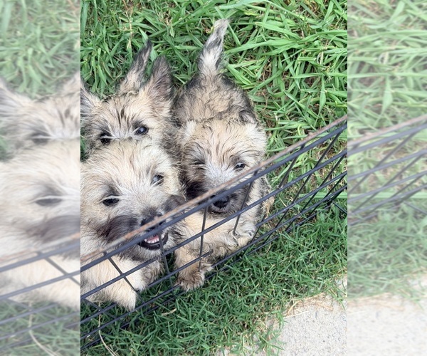 Medium Photo #1 Cairn Terrier Puppy For Sale in ELIZABETH CITY, NC, USA
